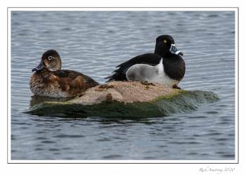 Ringed neck ducks copy.jpg